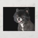 Recherche de gauche cartes postales Chien