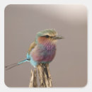 Recherche de le kenya autocollants Adam jones