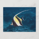 Recherche de idole maure Horizontal