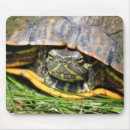 Recherche de coquille tortue tapis souris Reptile
