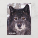 Recherche de loup neige cartes postales Canada