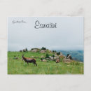 Recherche de antilopes cartes postales Afrique