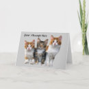 Zoek naar doos kaarten Katten