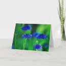 Zoek naar korenbloemen kaarten Fotografie