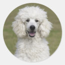 Recherche de chien sportif autocollants Animal