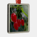 Recherche de feuille rouge ornements Baies