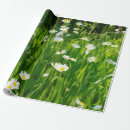 Zoek naar wereld cadeaupapier Groen