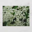 Recherche de airelle cartes postales Fleurs