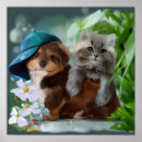 Recherche de chaton gris posters Animaux