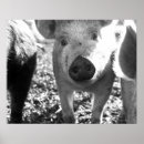 Recherche de porcelets posters Animal