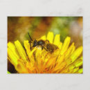 Recherche de fleur de pissenlit cartes postales Fleurir