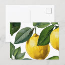 Zoek naar citroen briefkaarten Citrus
