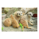 Recherche de suricate posters Animaux