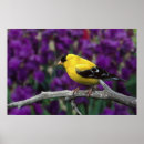 Recherche de oiseaux chanteurs posters Fleur