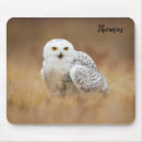 Recherche de chouettes tapis souris Faune