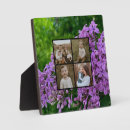 Recherche de lilas plaques Rose