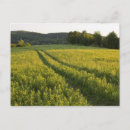 Recherche de paix sur terre cartes postales Verdure