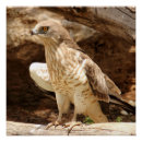 Recherche de parfait posters Animal