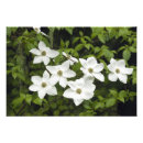 Recherche de fleurs de cornouiller posters Blanc