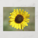 Recherche de tournesol jaune cartes postales Fleurs sauvages