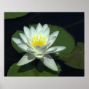 Recherche de fleurs de lotus posters Décoration intérieure