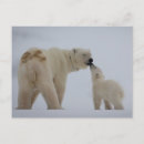 Recherche de animal sauvage cartes postales Cuiller