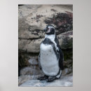 Zoek naar pinguin posters Natuur
