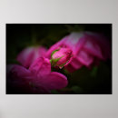 Recherche de rose et bourgeon de rose posters Nature