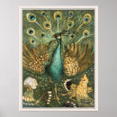 Recherche de paon vintage posters Oiseau