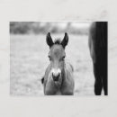 Recherche de jument cartes postales Animal