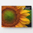 Zoek naar zonnebloem fotoplaat Bloei
