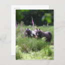 Recherche de poney cartes postales Fleurs