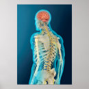 Zoek naar hersenen kunst Ruggengraat