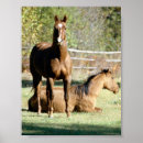 Recherche de stable posters Équin