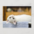 Recherche de chaton adorable cartes postales Animal