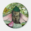 Recherche de chat féerique Fée de chat