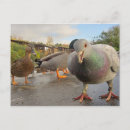 Zoek naar duiven briefkaarten Foto