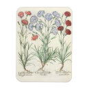 Recherche de oeillets magnets Fleurs