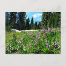 Recherche de fleurs sauvages cartes postales Prairie