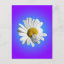 Recherche de marguerite blanche cartes postales Fleur