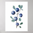 Zoek naar blauwe bessen posters Botanisch