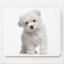 Recherche de chien blanc tapis souris Chiens