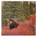 Zoek naar alaska tegels Eland
