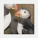 Recherche de macareux atlantique magnets Noir