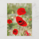 Recherche de pavots rouges cartes postales Beau
