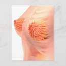 Recherche de glandes humaines cartes postales Panniculus adiposus