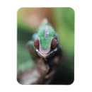 Recherche de panthère magnets Animal
