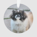 Zoek naar shih tzu ornamenten Hond