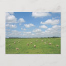 Zoek naar schapen briefkaarten Dieren