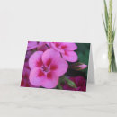 Zoek naar geraniums kaarten Roze